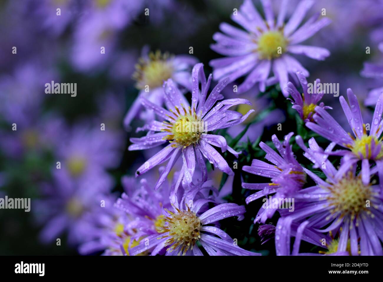 The lovely purple flowers of Symphyotrichum novi belgii, or Michaelmas Daisy. In close up covered in early morning dew with copyspace to the left. Stock Photo