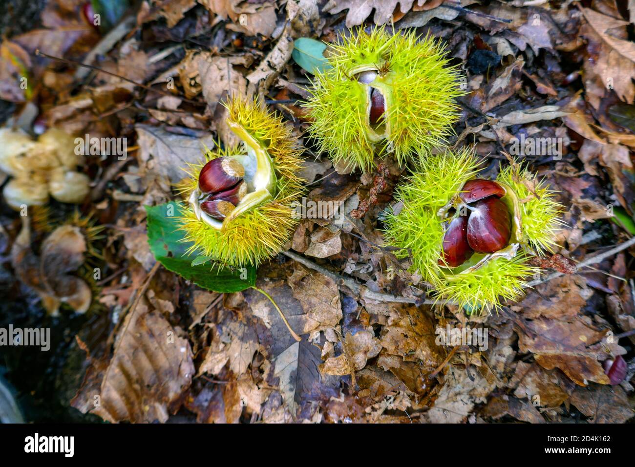 Sweet Chestnut fruit in the autumn, Auzat, Ariege, France Stock Photo