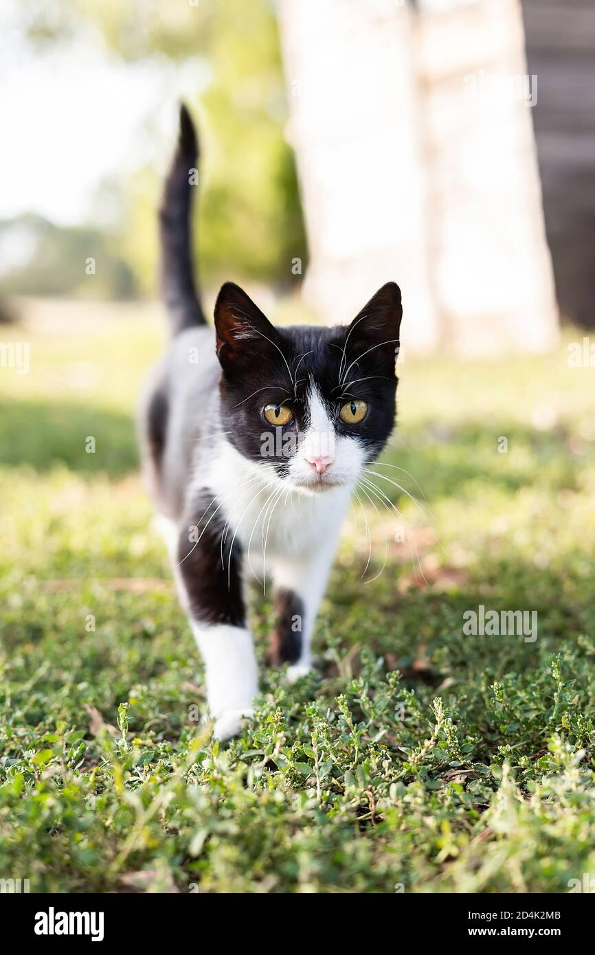 A black and white cat on the green grass background Stock Photo - Alamy