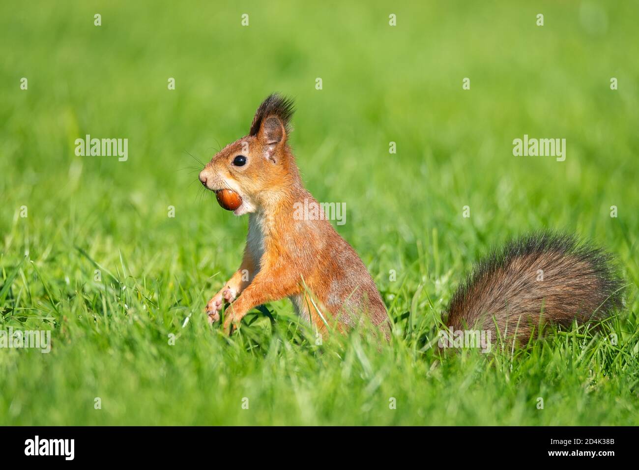 A wild squirrel eating in the green grass park Stock Photo Alamy