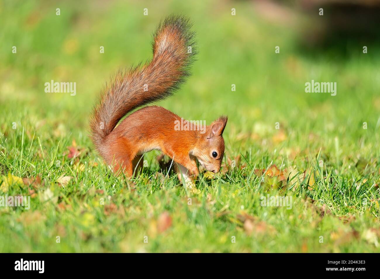 A wild squirrel eating in the green grass park Stock Photo Alamy