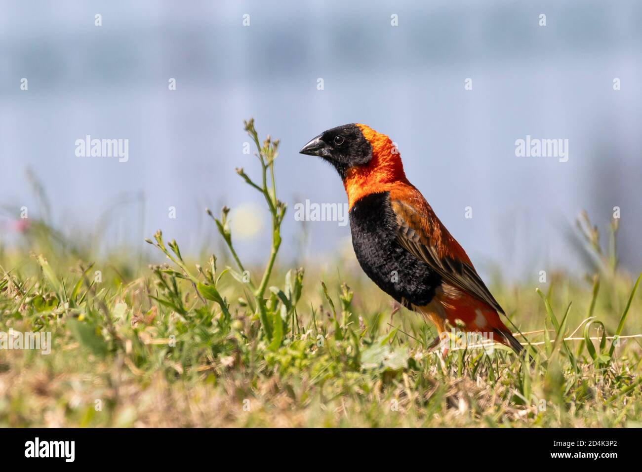 Southern Red Bishop (Euplectes orix) breeding male low angle on grass, Western Cape, South Africa Stock Photo