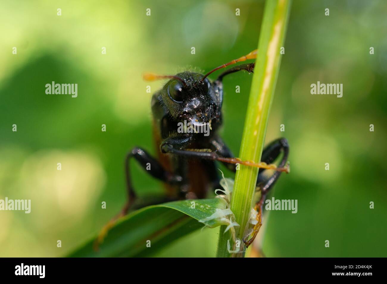 Cimbex femoratus, the birch sawfly, is a species of sawflies in the family Cimbicidae. Stock Photo