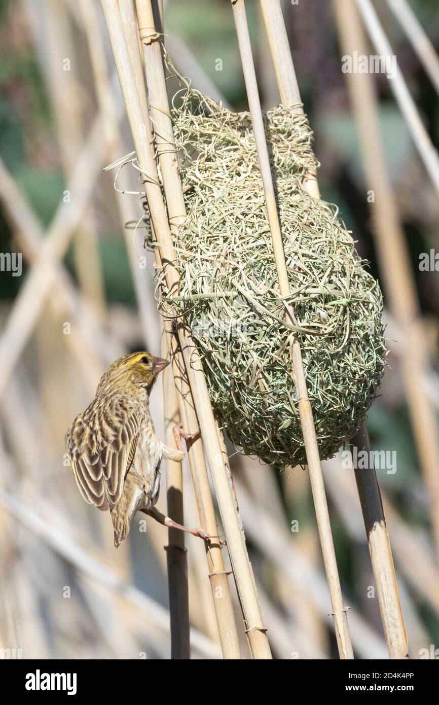 Female Southern Red Bishop (Euplectes orix) inspecting a new nest for breeding, Western Cape, South Africa Stock Photo