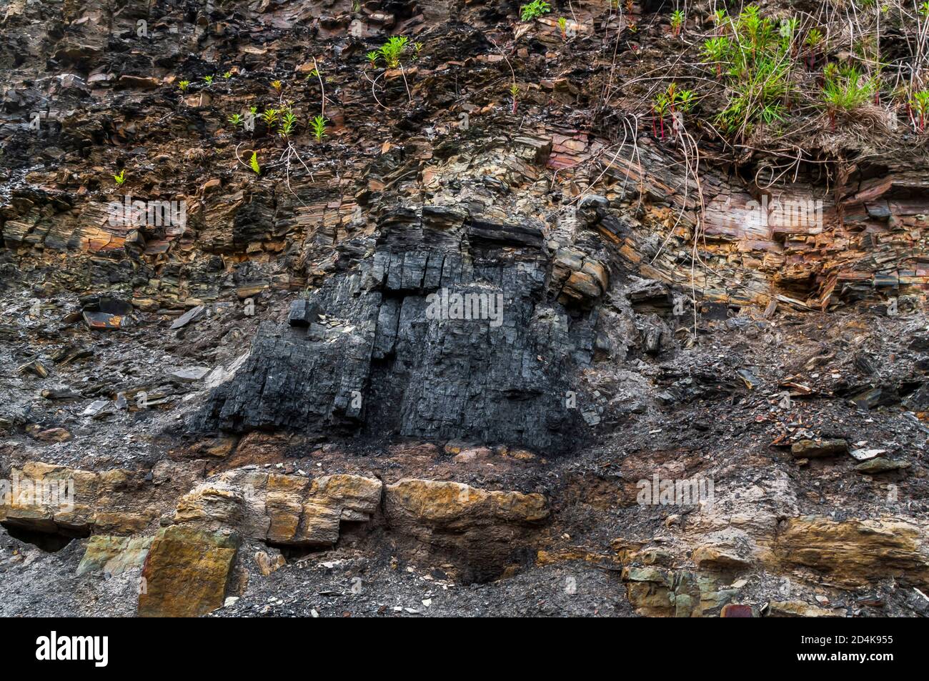 Prominent coal seam sandwiched between a displaced bed of shale above and sandstone below in an