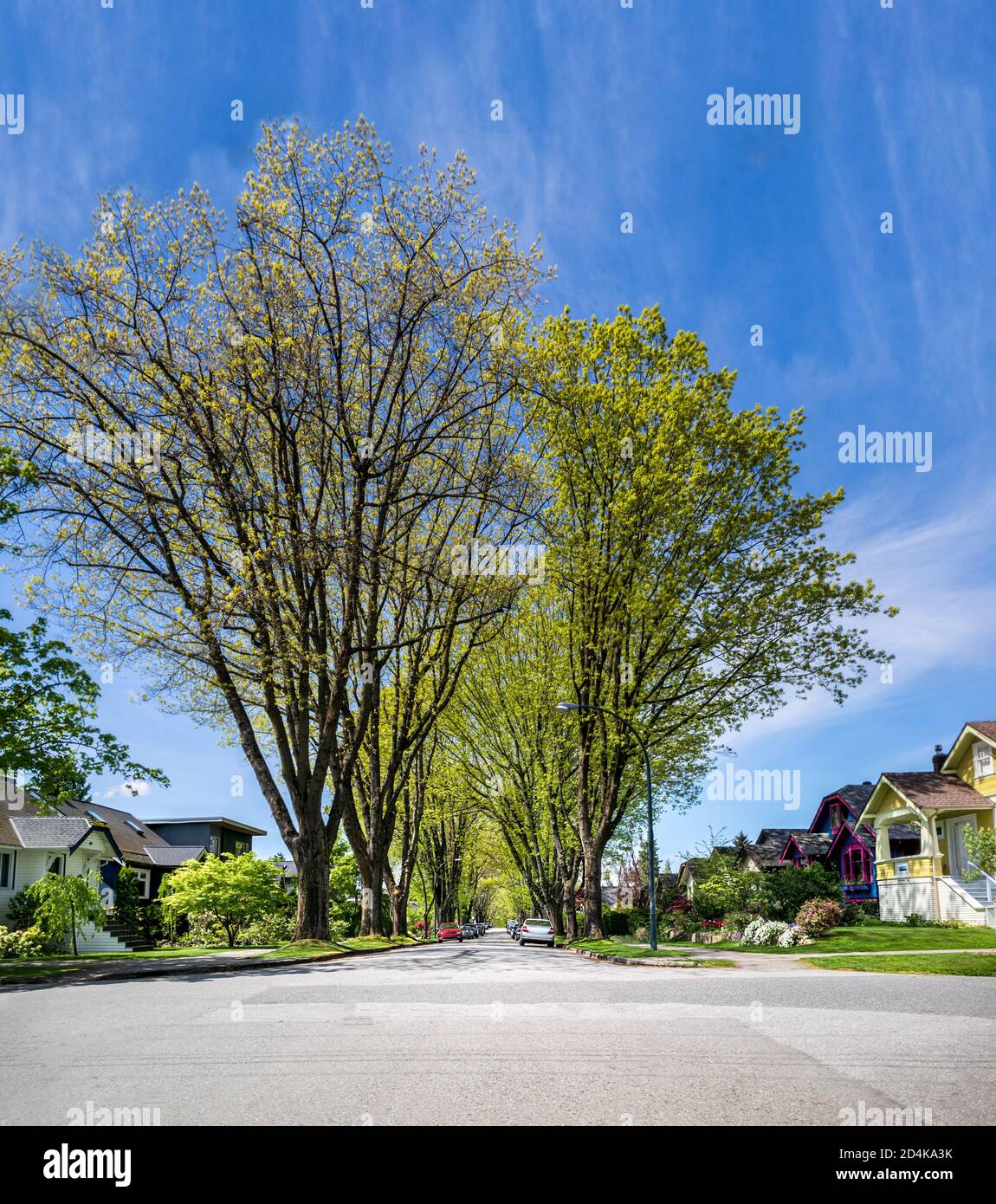 Residential neighborhood street with giant elm trees. Beautiful sunny spring day. Intersection with parked cars on tree covered street, no people. Urb Stock Photo