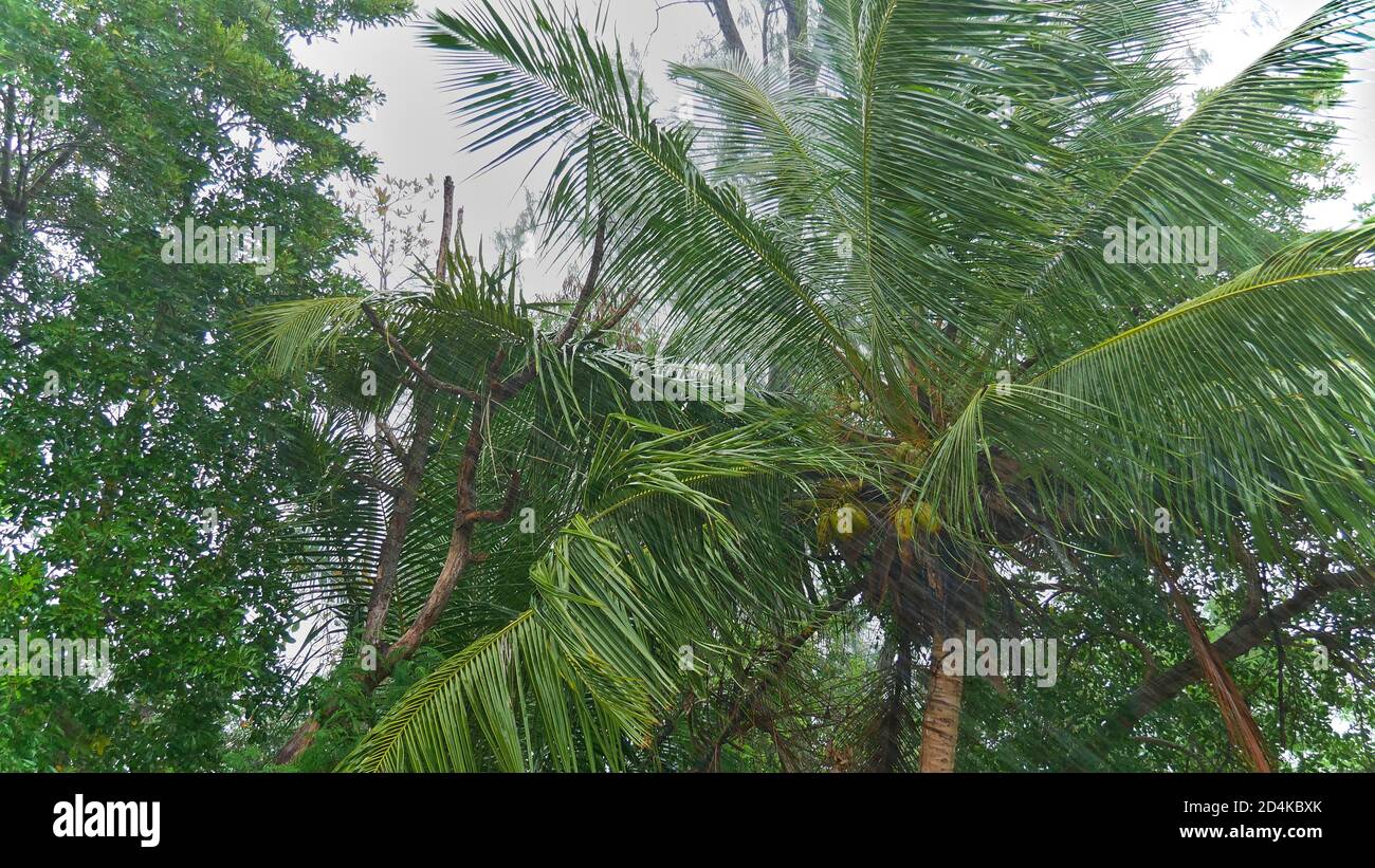 Coconut tree (cocos nucifera) in forest waving in the wind during severe tropical storm with heavy rainfall on Praslin island, Seychelles. Stock Photo