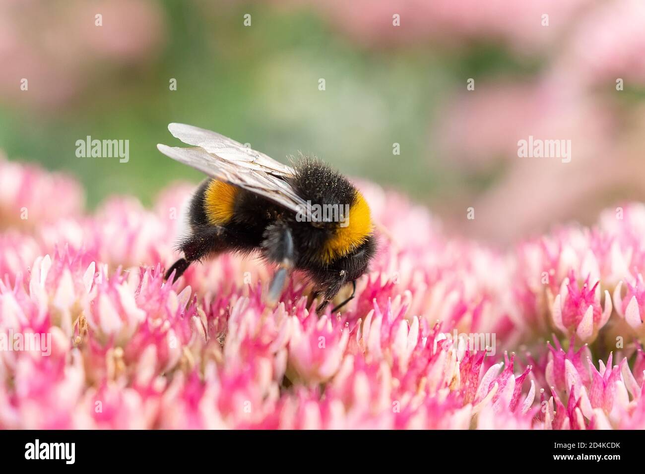 Macro photography of a bumblebee feeding from a red clover flower. Stock Photo