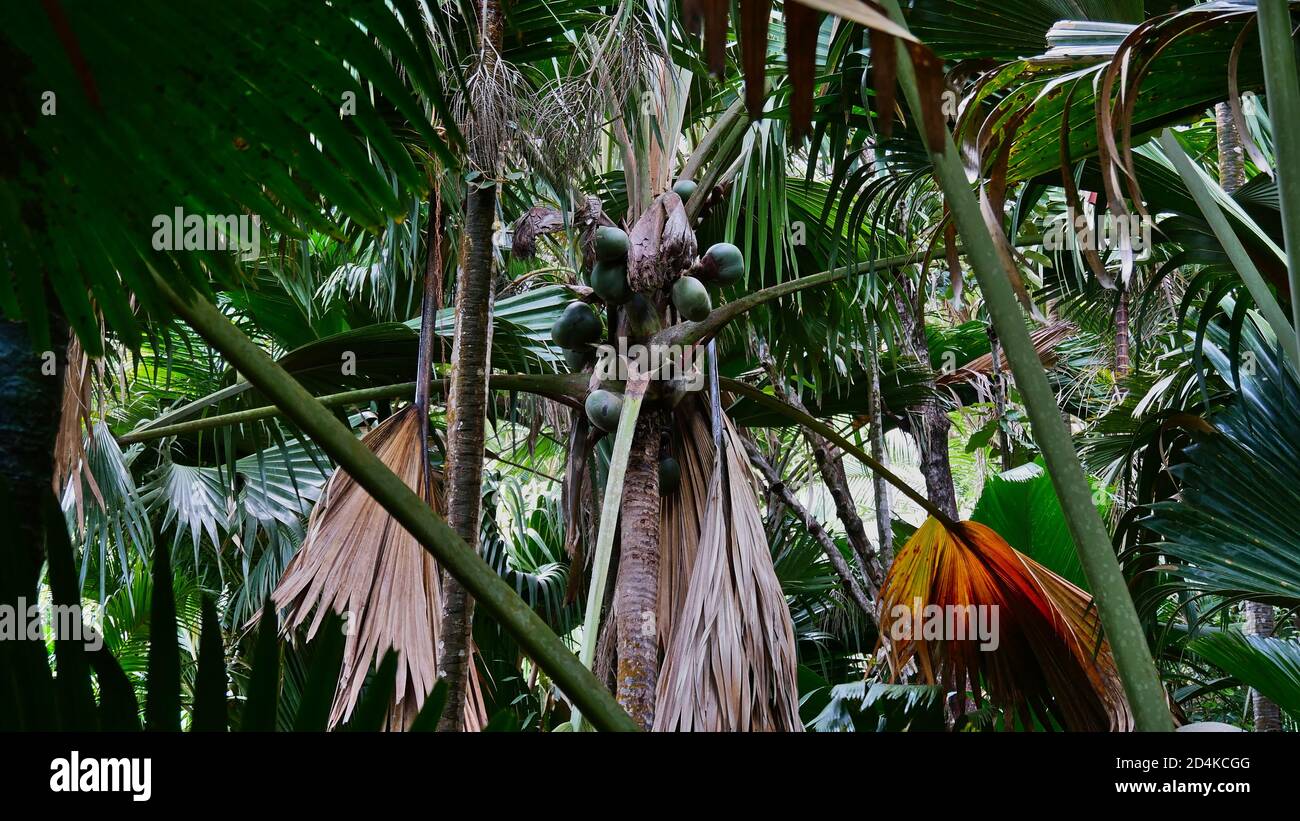 Endemic lodoicea tree (sea coconut, coco de mer, double coconut) with its huge fruits in the dense rainforest of Praslin island, Seychelles. Stock Photo