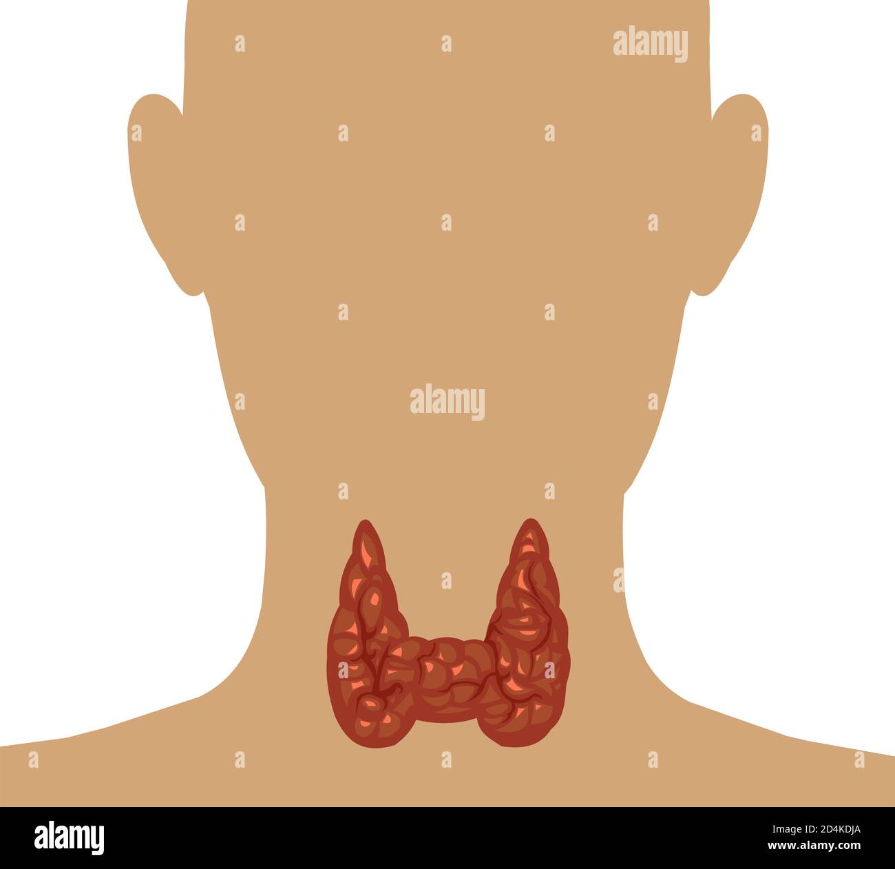 Healthy thyroid gland isolate on a white background. Vector. Head and ...
