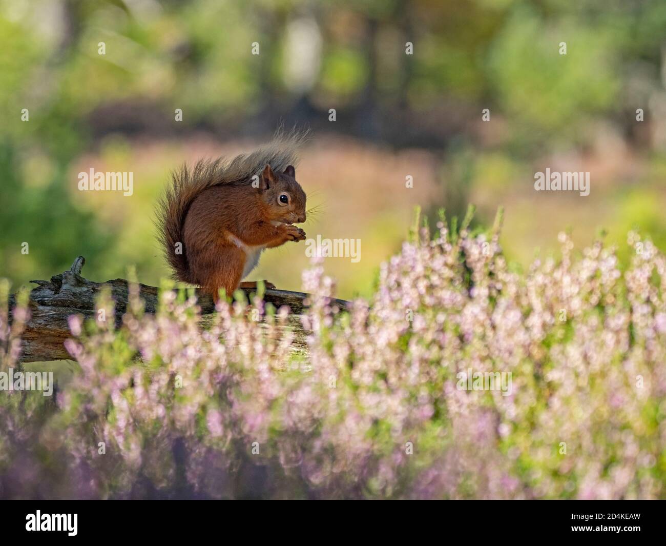 Red Squirrel, Sciurus vulgaris in Caledonian Pine Forest, Cairngorms National Park, Scottish Highlands late summer Stock Photo