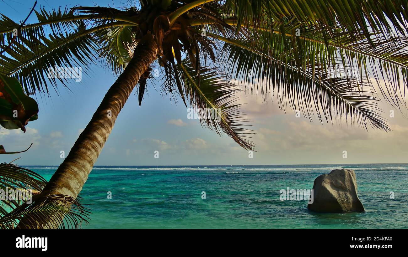 Beautiful coconut tree (cocos nucifera) on famous beach Anse Source d'Argent, La Digue, Seychelles with granite rock in turquoise colored water. Stock Photo