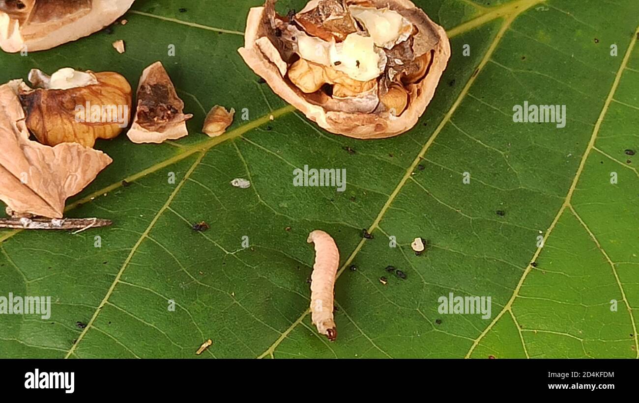 Walnut with worms on a leaf image Stock Photo Alamy