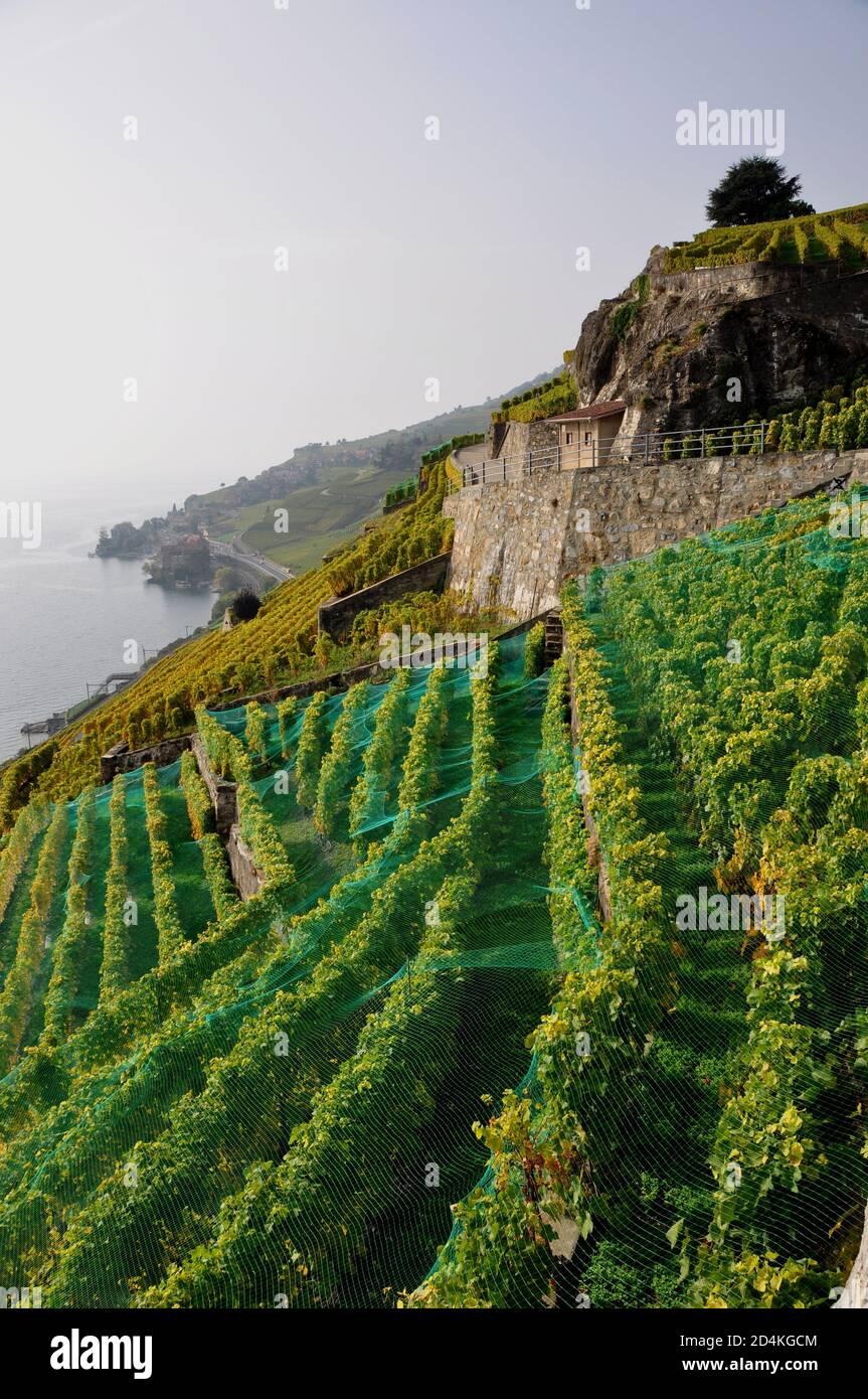 Switzerland: The wine yards and terraces Lavaux at the Unesco World Heritage near St. saphorin above lake Geneva Stock Photo