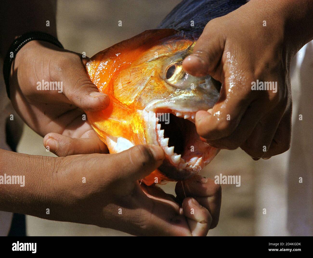 Yawalapiti Indians Hold Up A Piranha Fish Caught Along The Tuatuari River Near Their Xingu Reserve Village Yawalapiti Indian Boys Show Off The Large Jagged Teeth Characteristic Of A Piranha Fish They