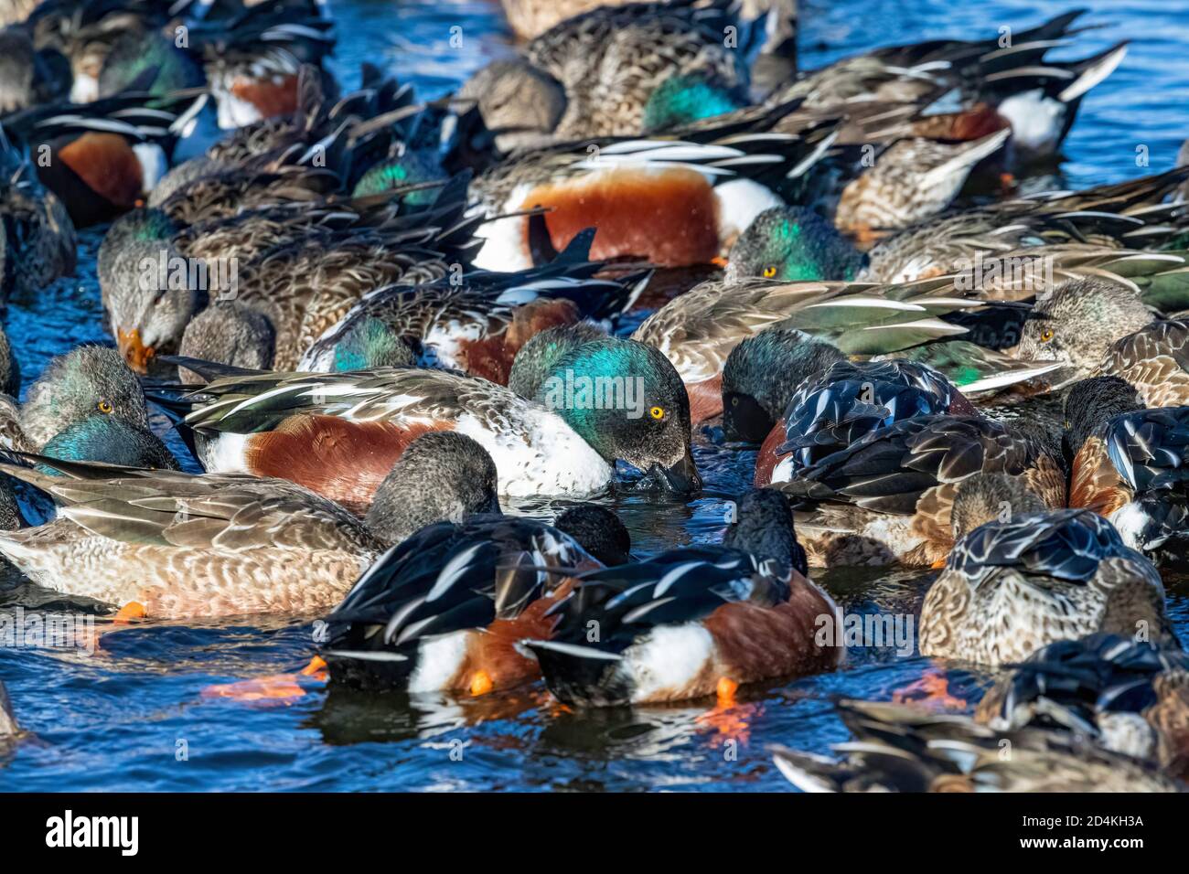 Northern Shovelers seen huddled together swimming in a circle to stir up organisms and seeds that may rise to the surface to feed upon. Stock Photo