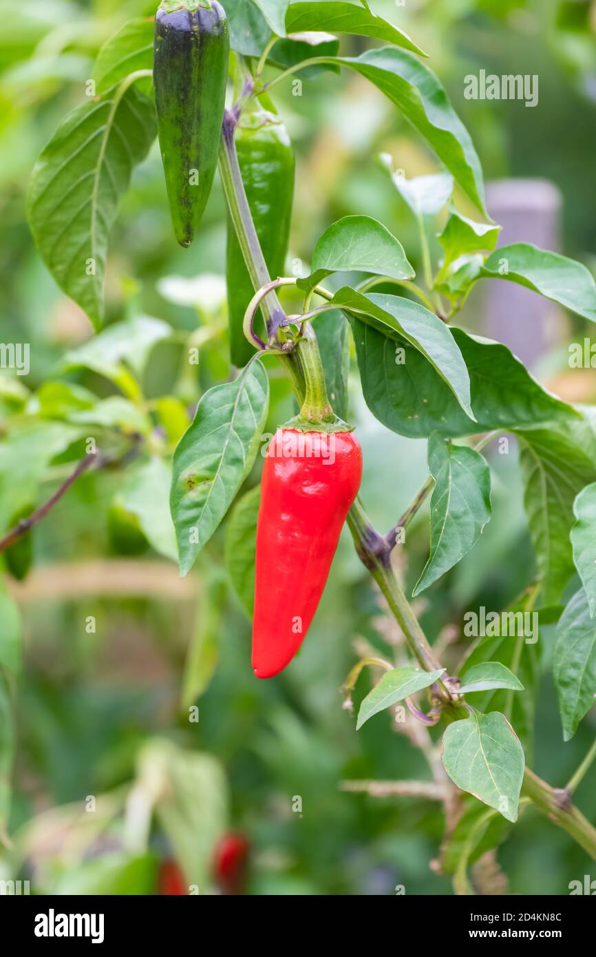 Espelette chilli pepper in a field, cultivation in the pays Basque Stock Photo Alamy
