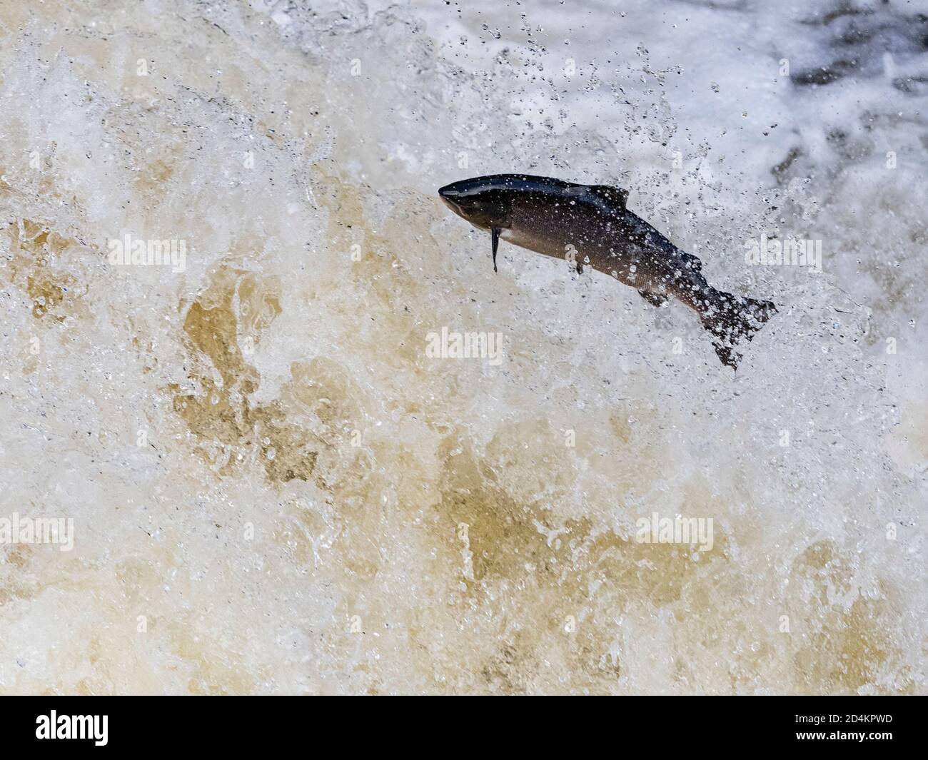 Atlantic Salmon, Salmo salar, migrating up the River Shin a tributary of the River Oykel, leaping the Falls of Shin,  Northern Scotland, September Stock Photo