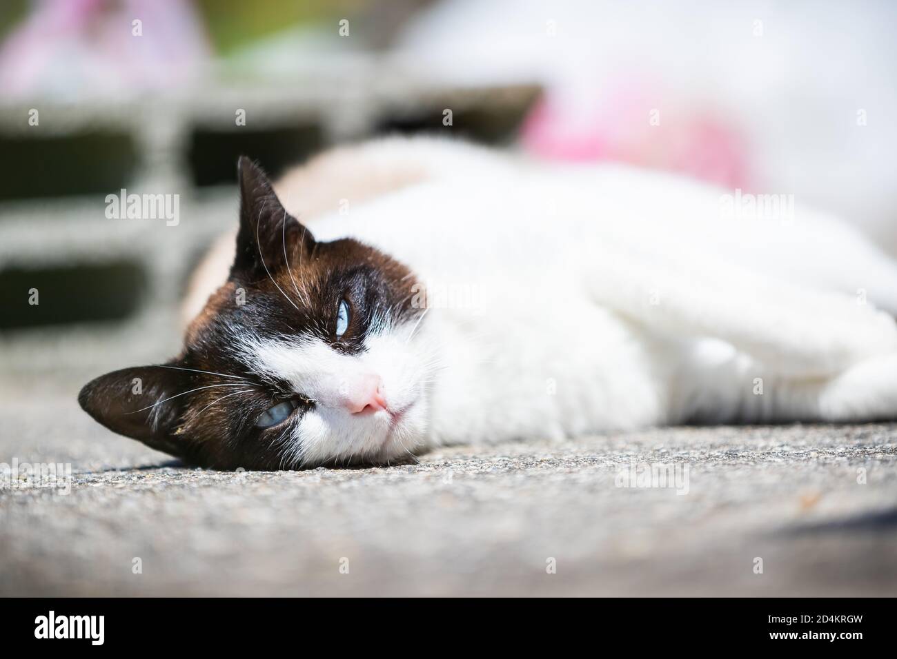 siamese ragdoll crossbreed cat resting in the sun on a terrace in summer Stock Photo