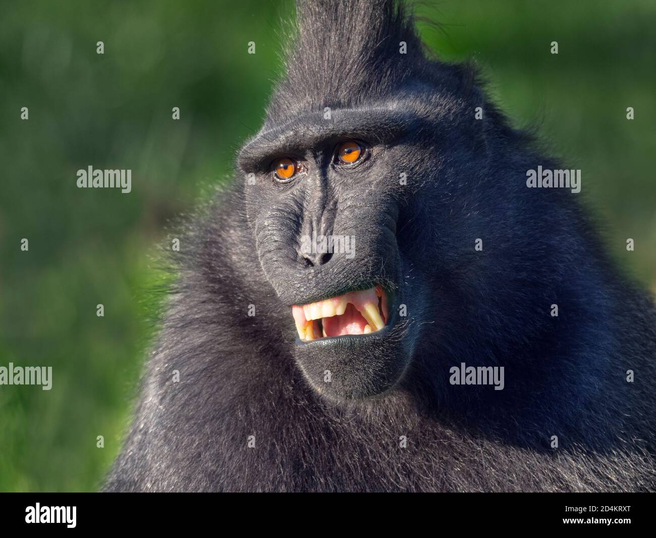 Celebes crested macaque Macaca nigra also known as the crested black macaque, Sulawesi crested macaque, or the black ape Stock Photo