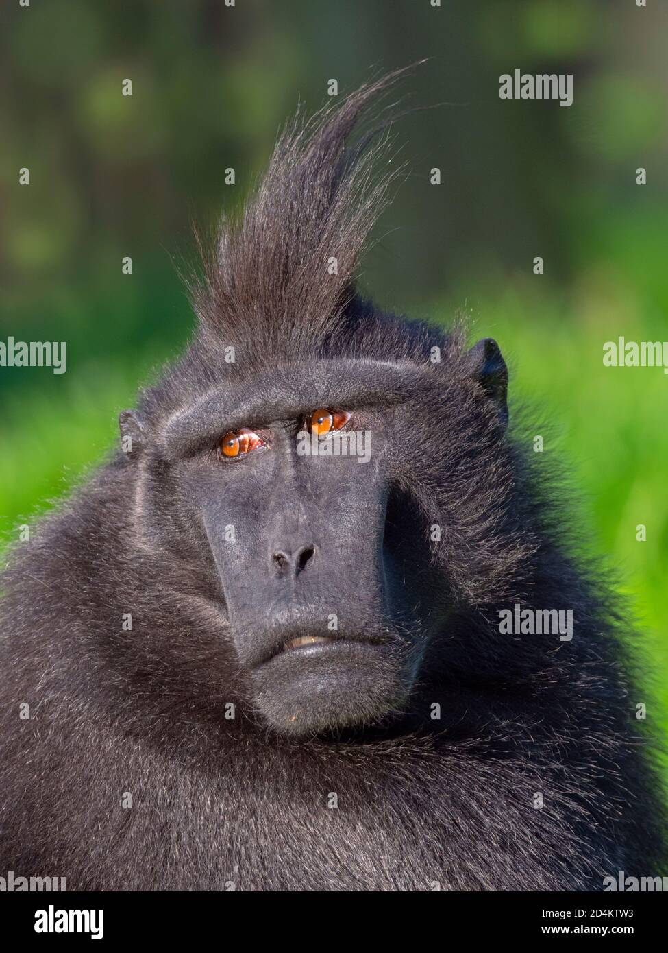Celebes crested macaque Macaca nigra also known as the crested black macaque, Sulawesi crested macaque, or the black ape Stock Photo