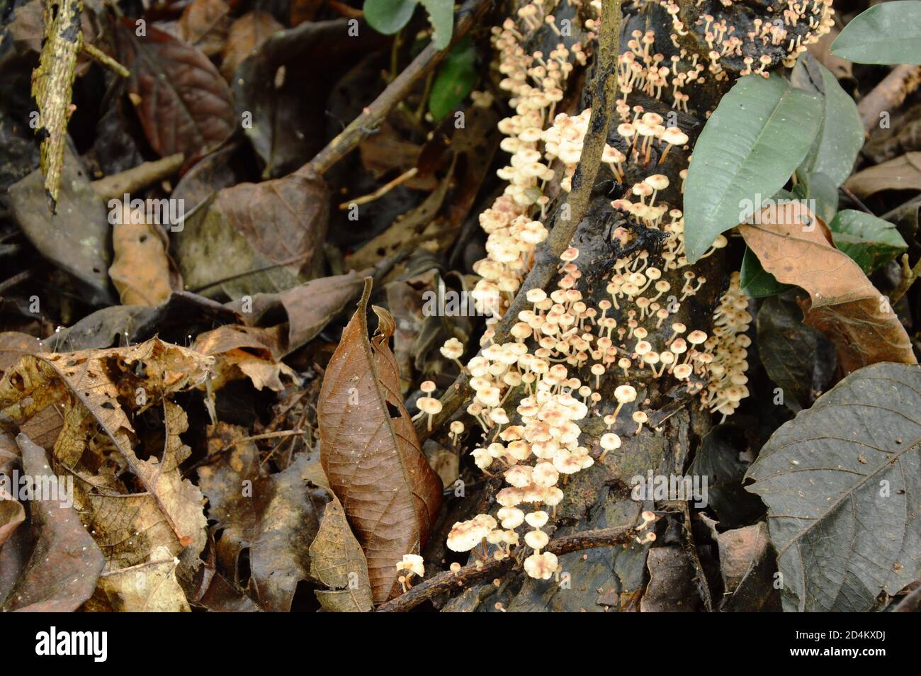 Breeding ground of fungus hi-res stock photography and images - Alamy