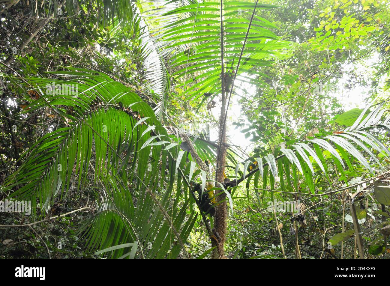 Large Rattan Palm Tree rattan palm tree growth in forest Stock Photo - Alamy