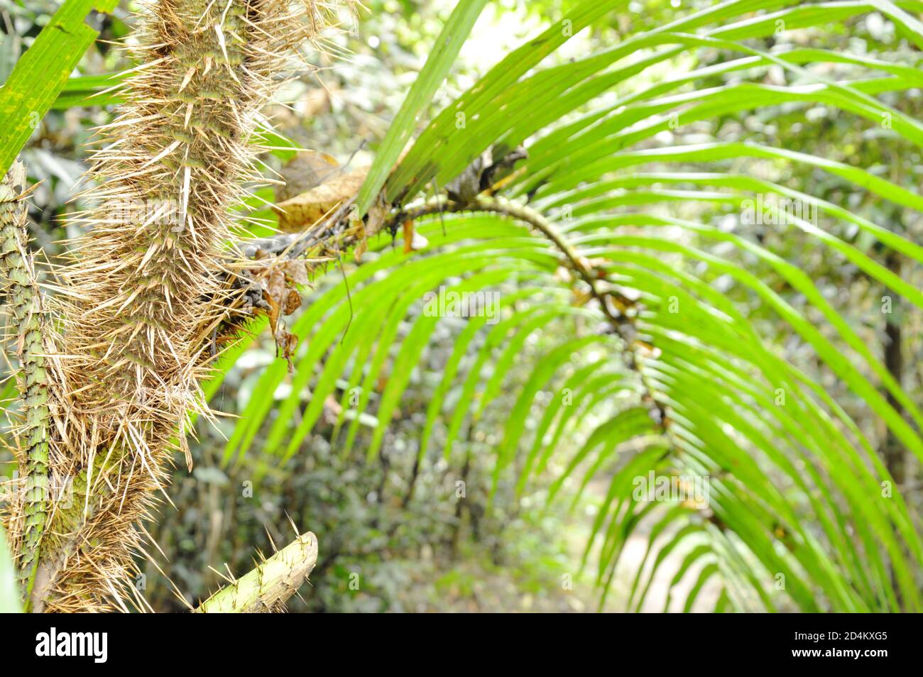 Rattan palm forest hi-res stock photography and images - Alamy