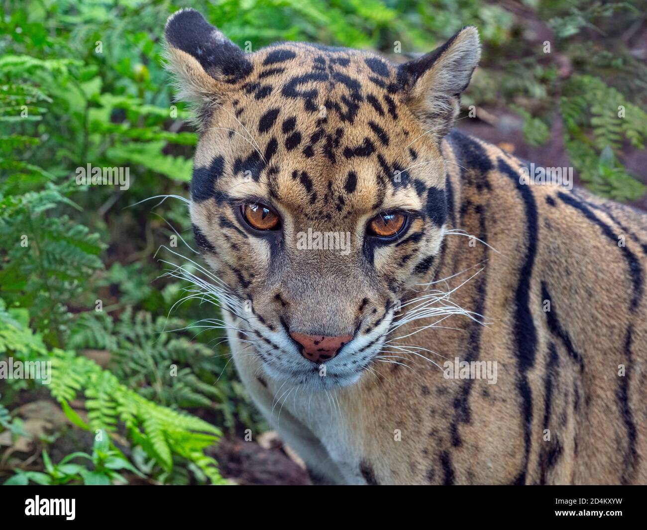 Male Clouded leopard Neofelis nebulosa Stock Photo