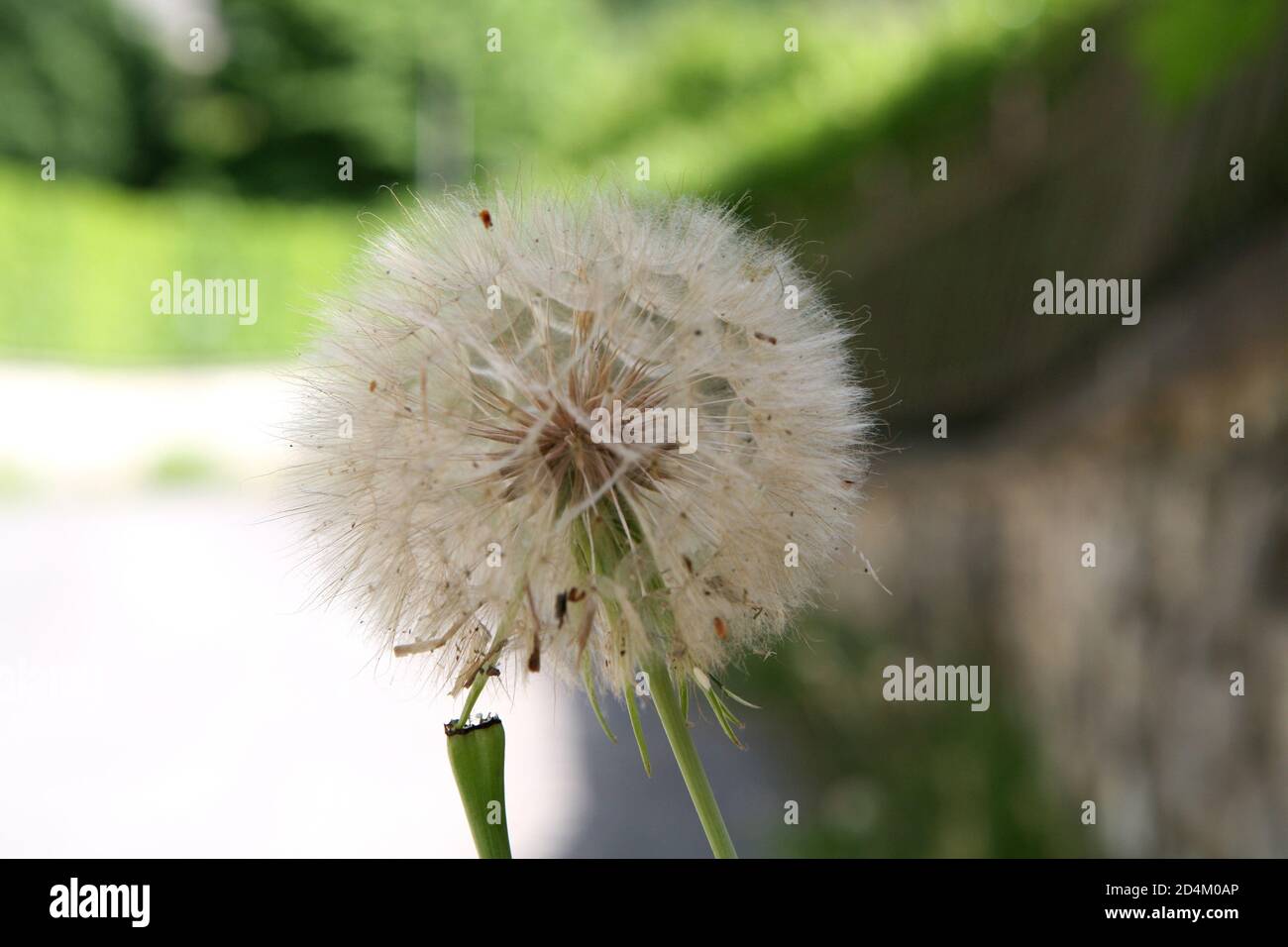 Dandelion flower Stock Photo