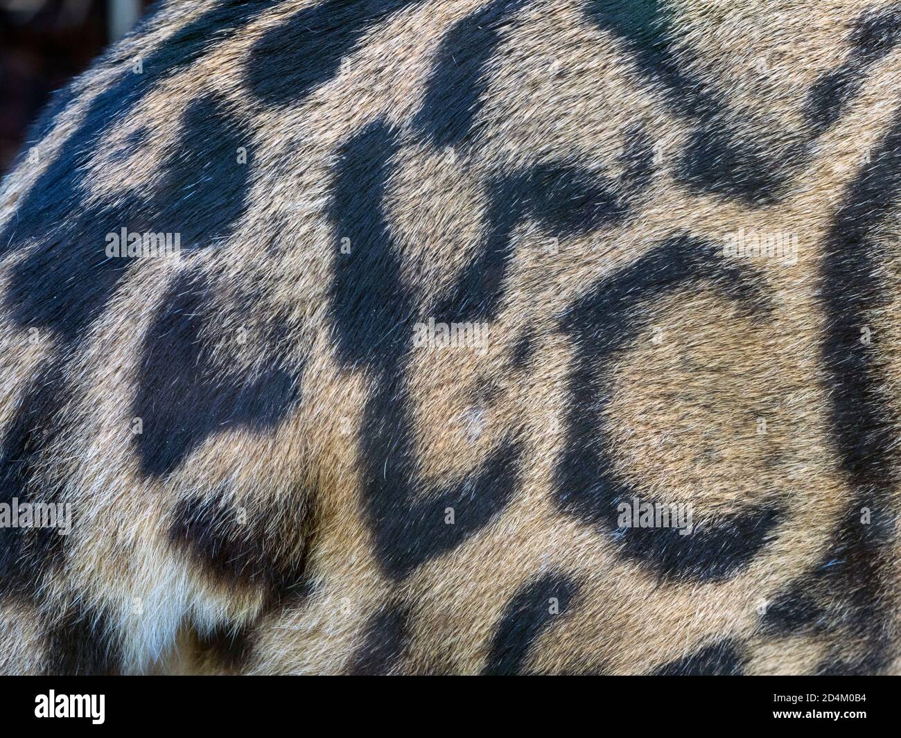 Clouded leopard Neofelis nebulosa showing coat colour and patterns Captive portrait Stock Photo
