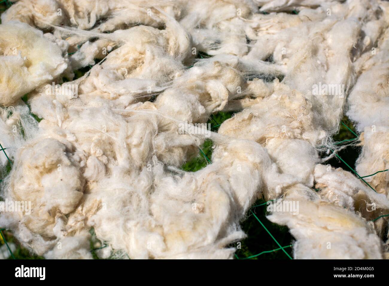 Washed sheep wool drying up in the sun. Sheep's fleece left to dry outside on a fence after being washed. Stock Photo