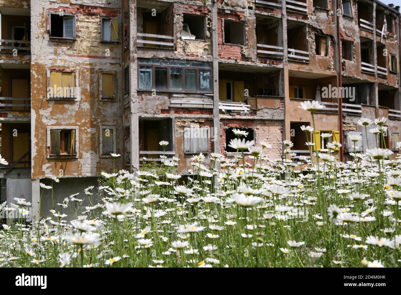 Ruined building with flowers Stock Photo