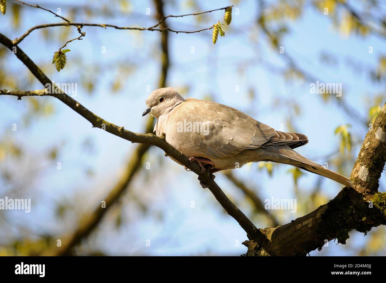 Eurasian collared dove, Streptopelia decaocto, perched on a branch. Stock Photo