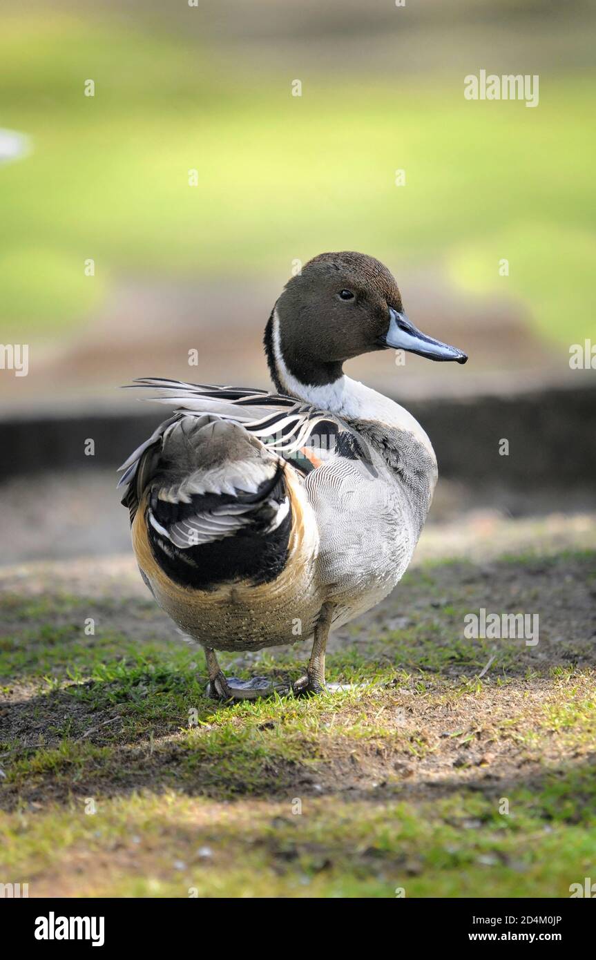 Vertical portrait of a northern pintail, Anas acuta, adult male resting on the ground. Stock Photo