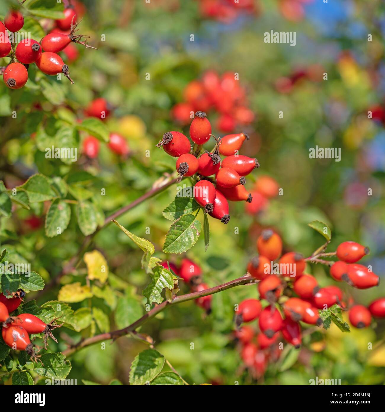 Ripe rosehips, Rosa canina, in autumn Stock Photo