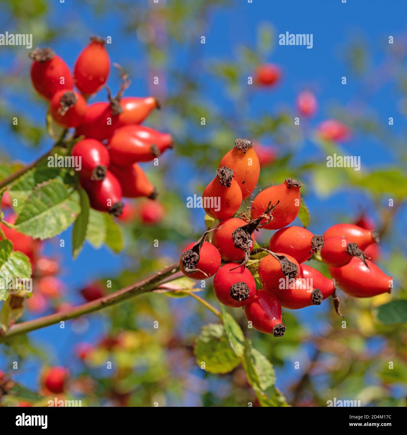 Ripe rosehips, Rosa canina, in autumn Stock Photo