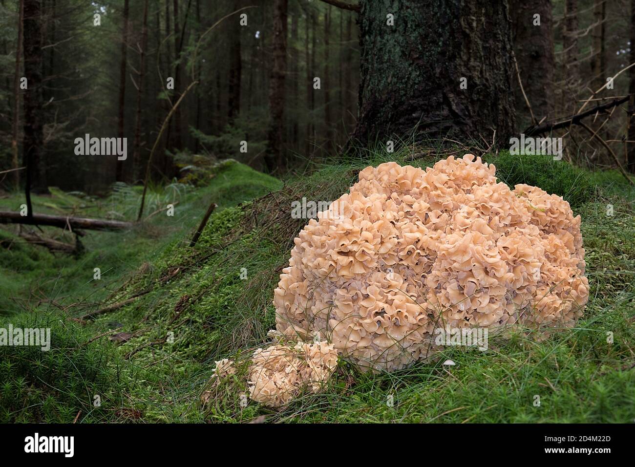 Cauliflower fungus, Sparassis crispa, its lobes resembling lasagna noodles Stock Photo