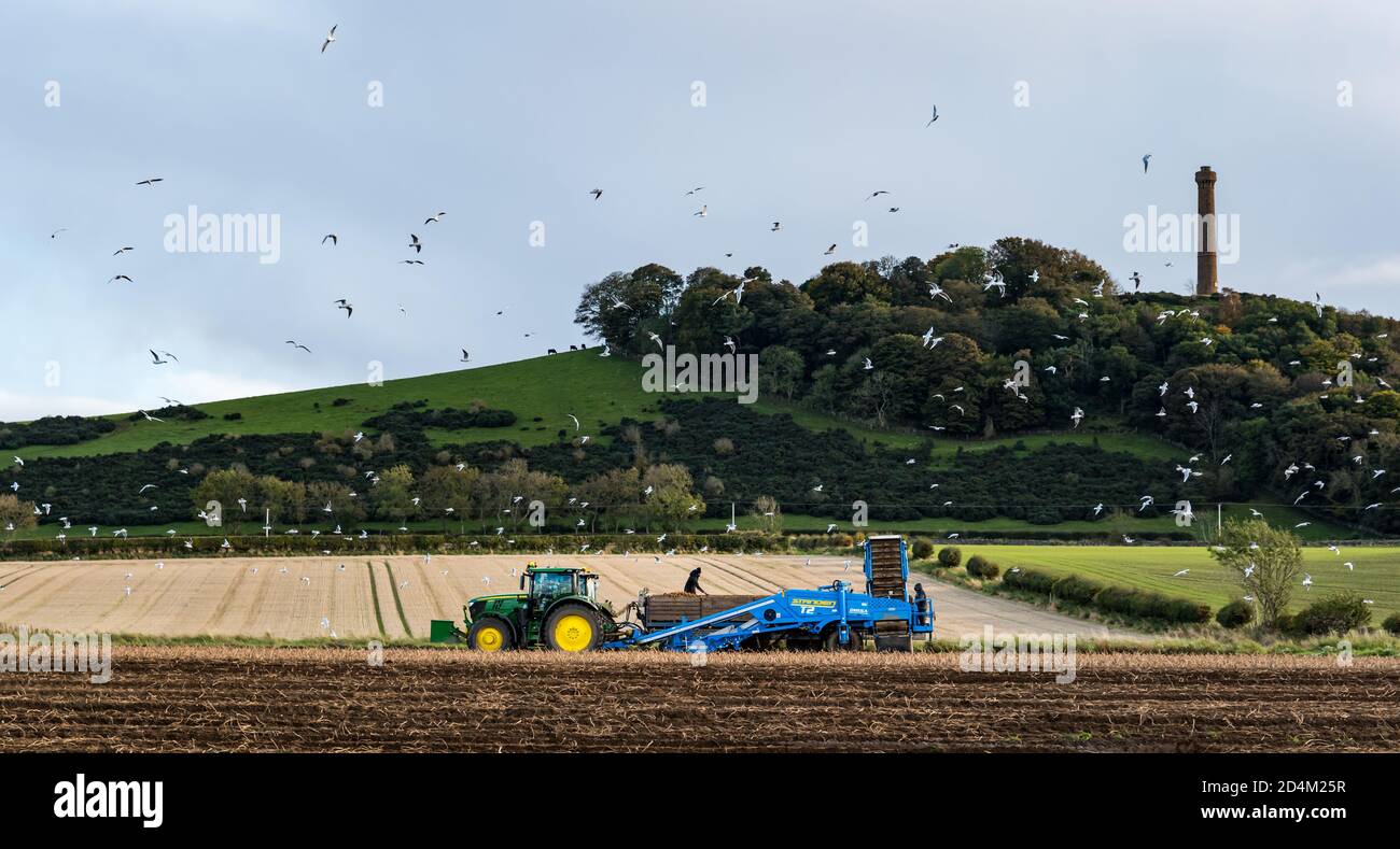 Tractor lifting and harvesting  potatoes during potato crop harvest, East Lothian, Scotland, UK Stock Photo