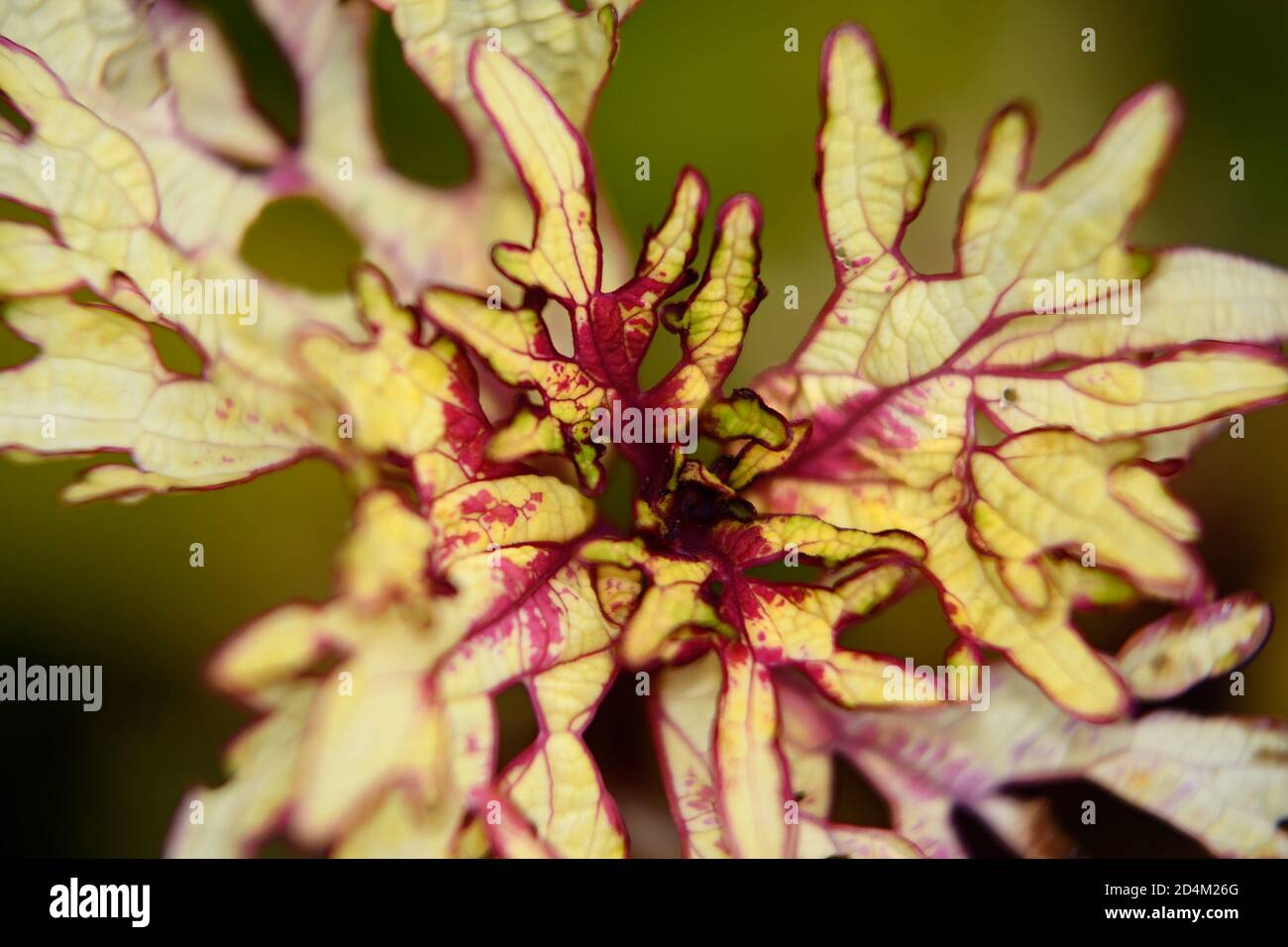 macro of yellow and red foliage of a Coleus plant Stock Photo