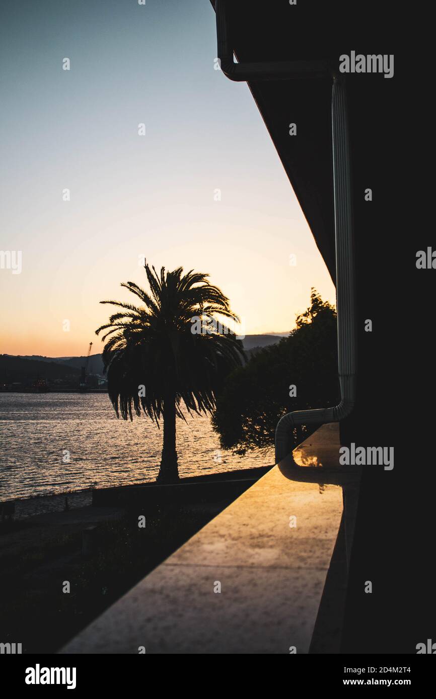 palm tree in the sea at sunrise seen from a balcony Stock Photo - Alamy