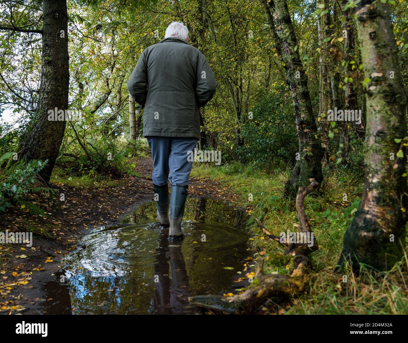 Senior man wearing Wellingtons walking through puddle in woodland, Butterdean Wood, East Lothian, Scotland, UK Stock Photo