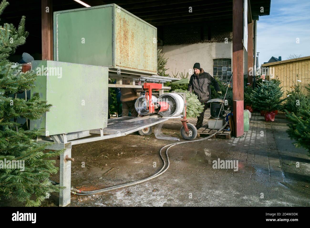 Bestwig, North Rhine Westphalia/Germany - December 15th 2019: Christmas trees are sold and packed. Stock Photo