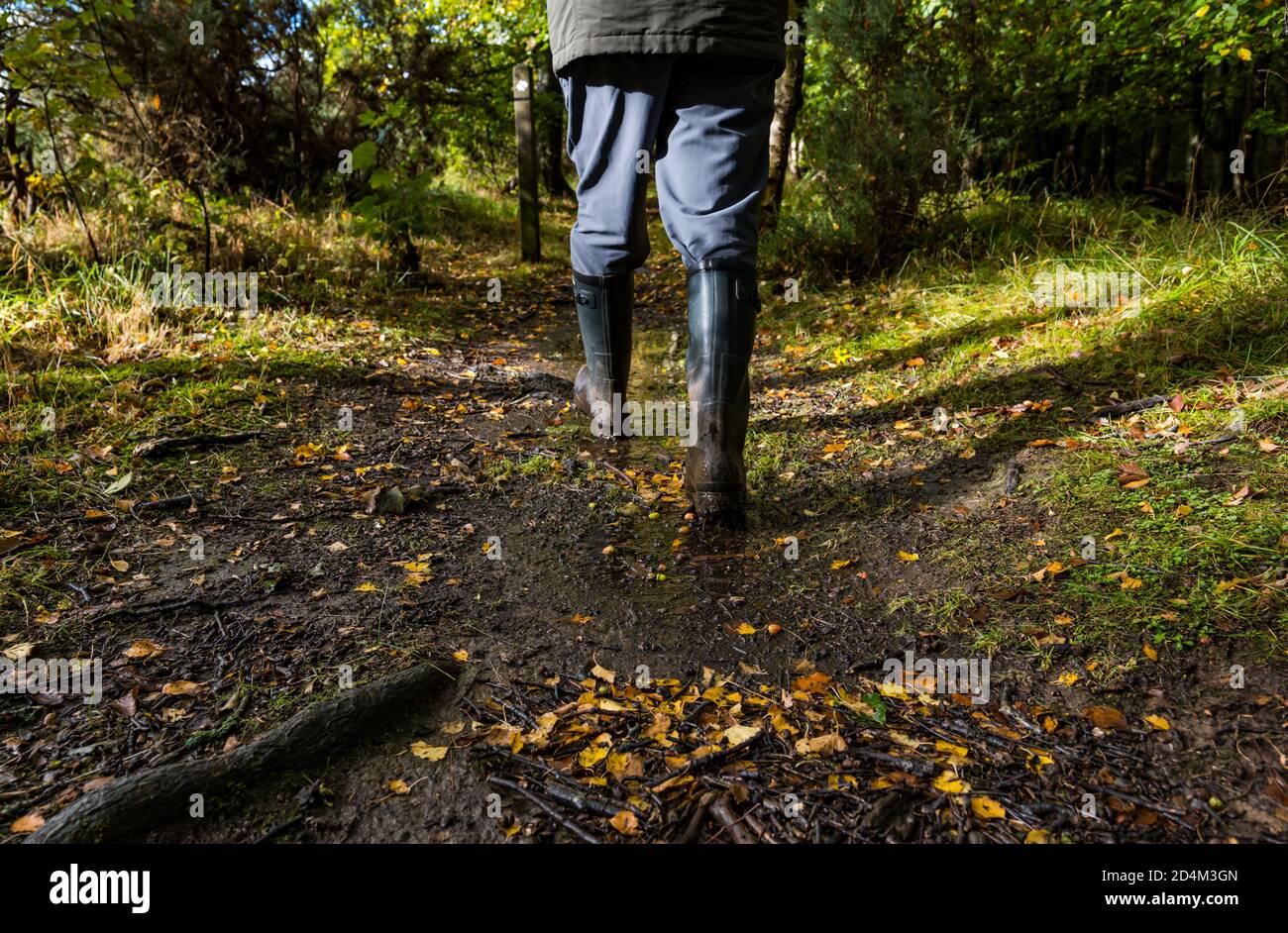 Man wearing Wellingtons walking on footpath through Autumn woodland, Butterdean Wood, East Lothian, Scotland, UK Stock Photo