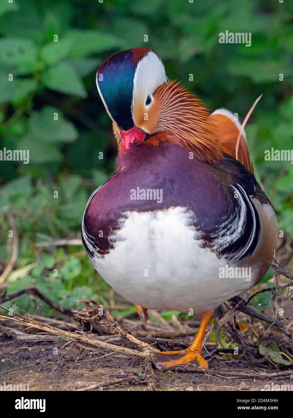 Portrait of a Mandarin Duck Axi sponsa male Stock Photo