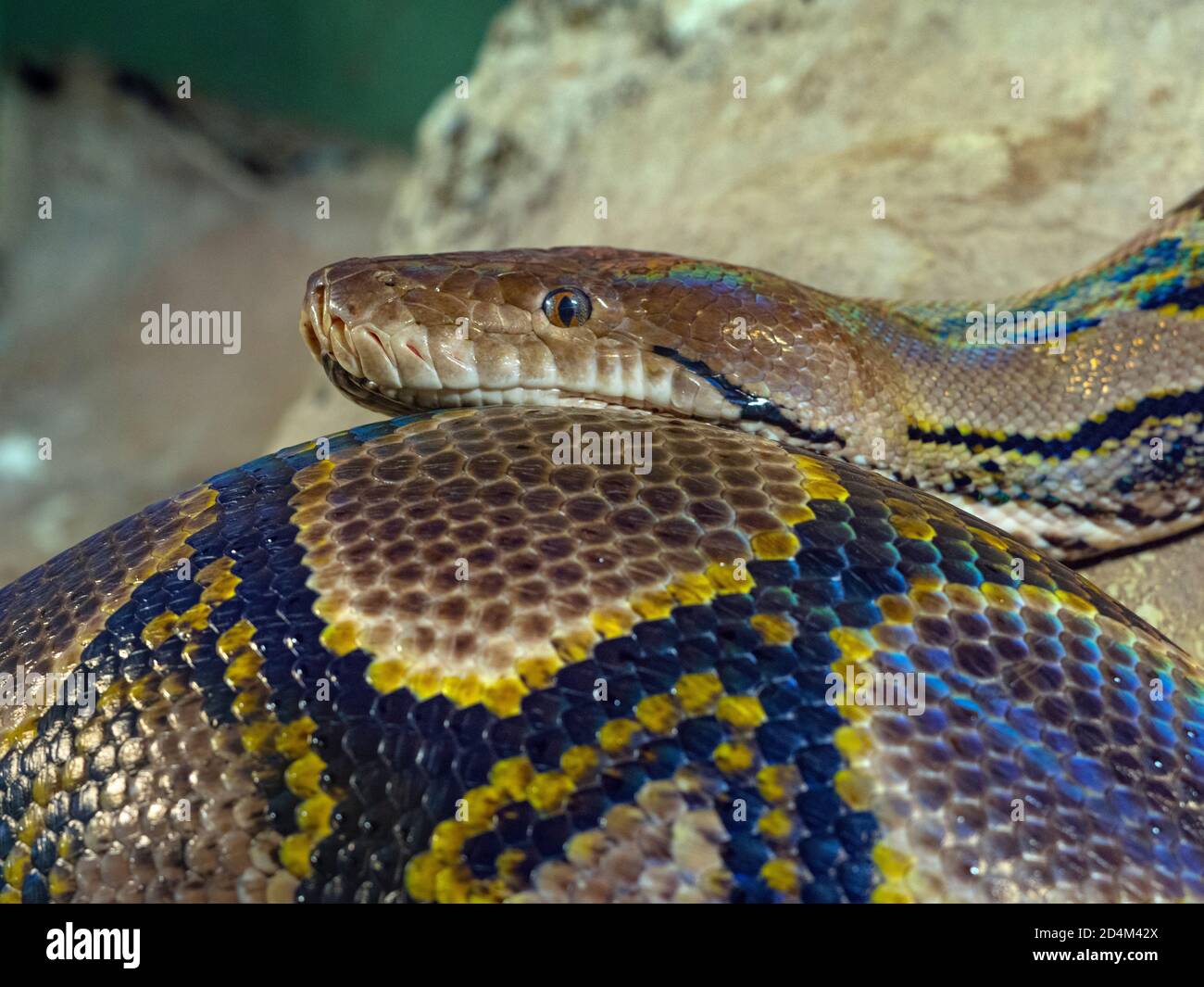 Reticulated python Python reticulatus close up of skin pattens Stock Photo