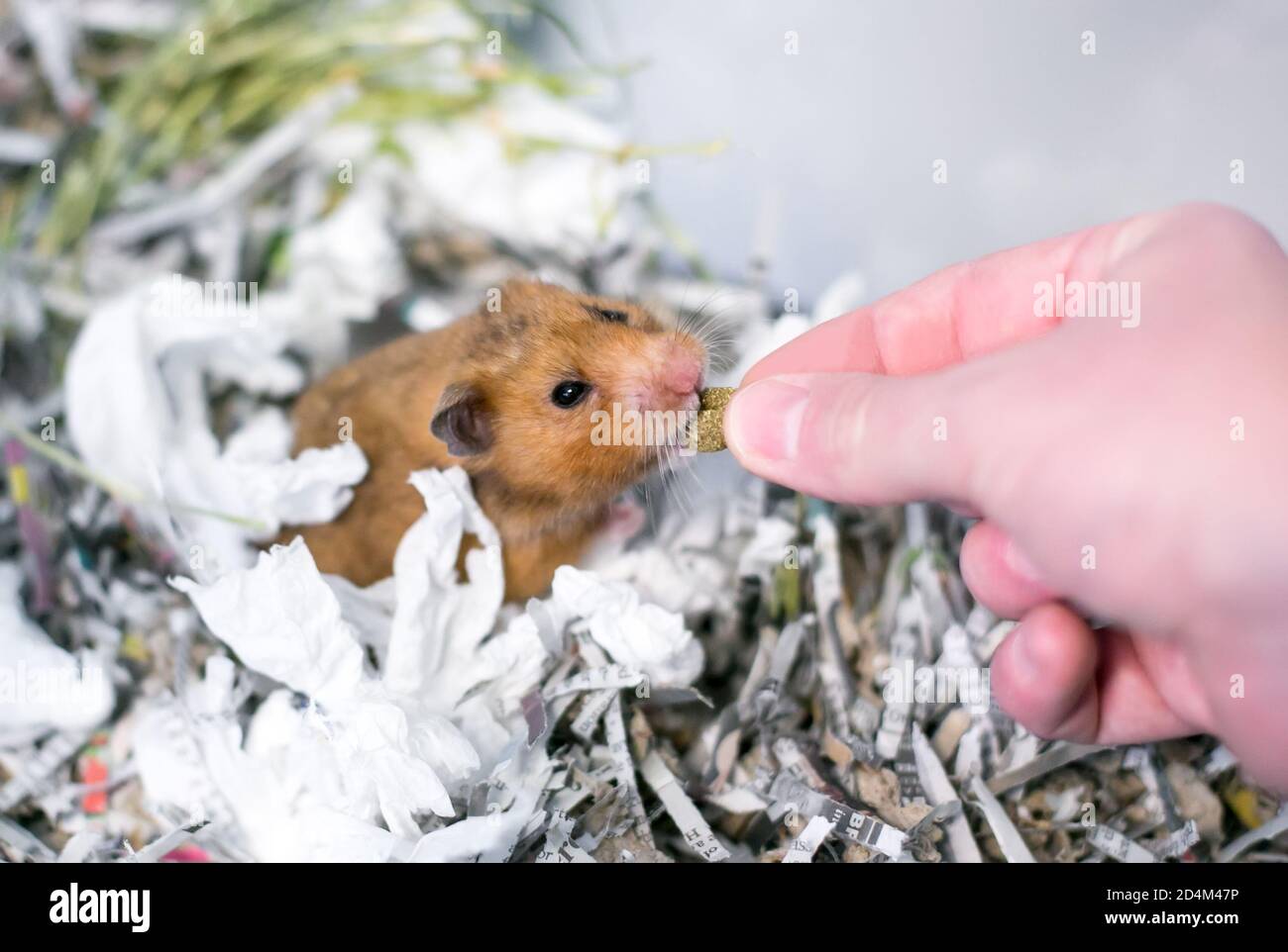 A pet Syrian hamster in a cage full of shredded paper receiving a treat from a person Stock Photo