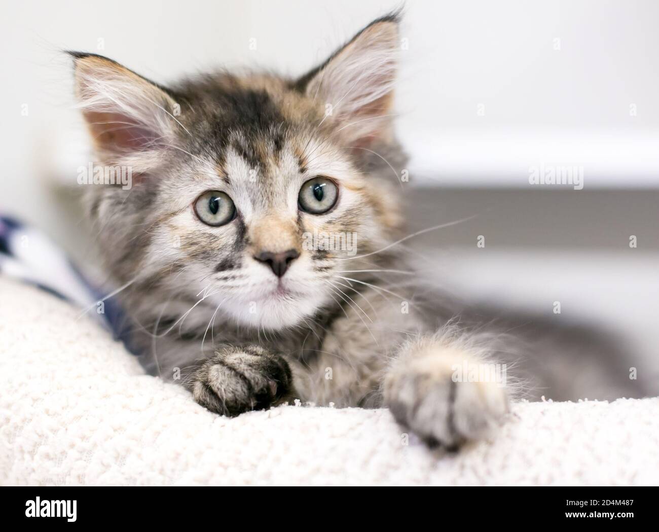 A fluffy young tabby kitten lying down in a cat bed Stock Photo - Alamy