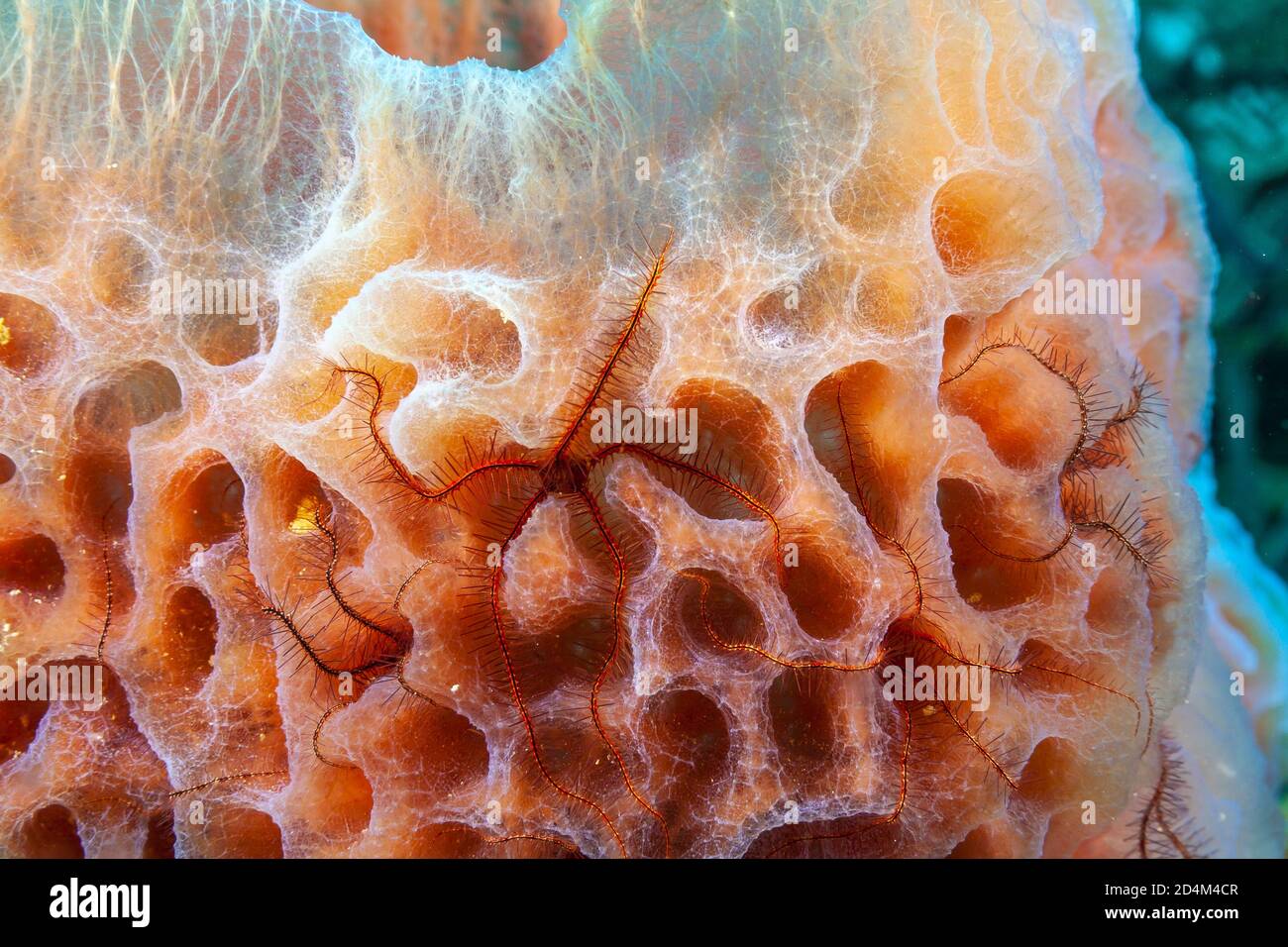 Callyspongia plicifera, the azure vase sponge, is a species of sea sponge  belonging to the family Callyspongiidae Stock Photo - Alamy