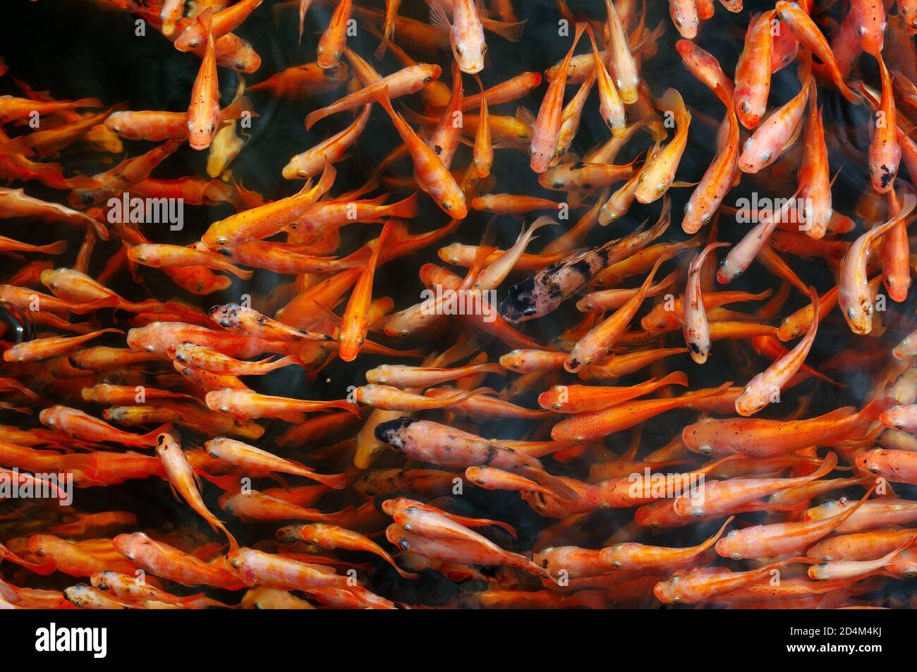 Small red carp in the lake water. Natural background. View from above. Stock Photo